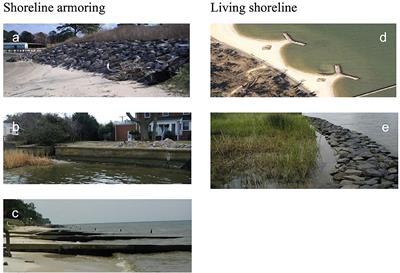 Property owner shoreline modification decisions vary based on their perceptions of shoreline change and interests in ecological benefits